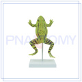 PNT-0820 enlarged realistic frog model